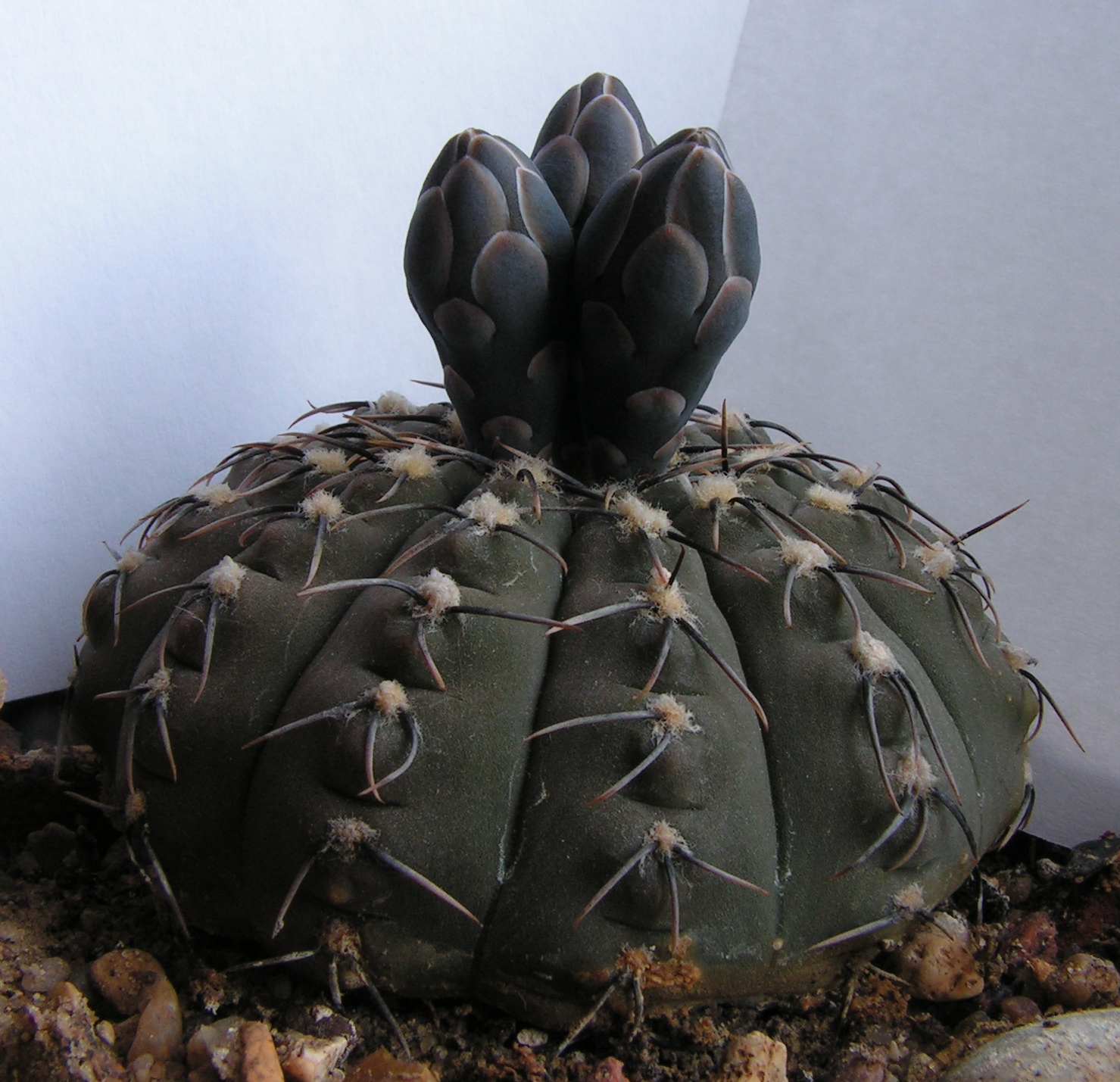 Gymnocalycium stellatum buds.jpg
