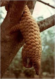 Pangolin 4.jpg
