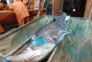 Лебяжий ОРЗ.jpg