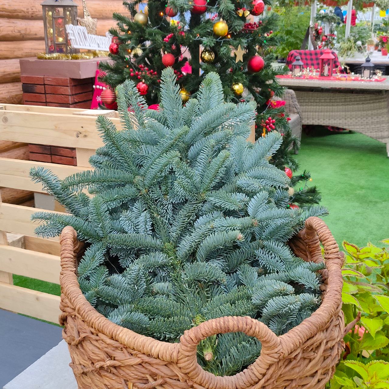 Нобилис ветки.jpg