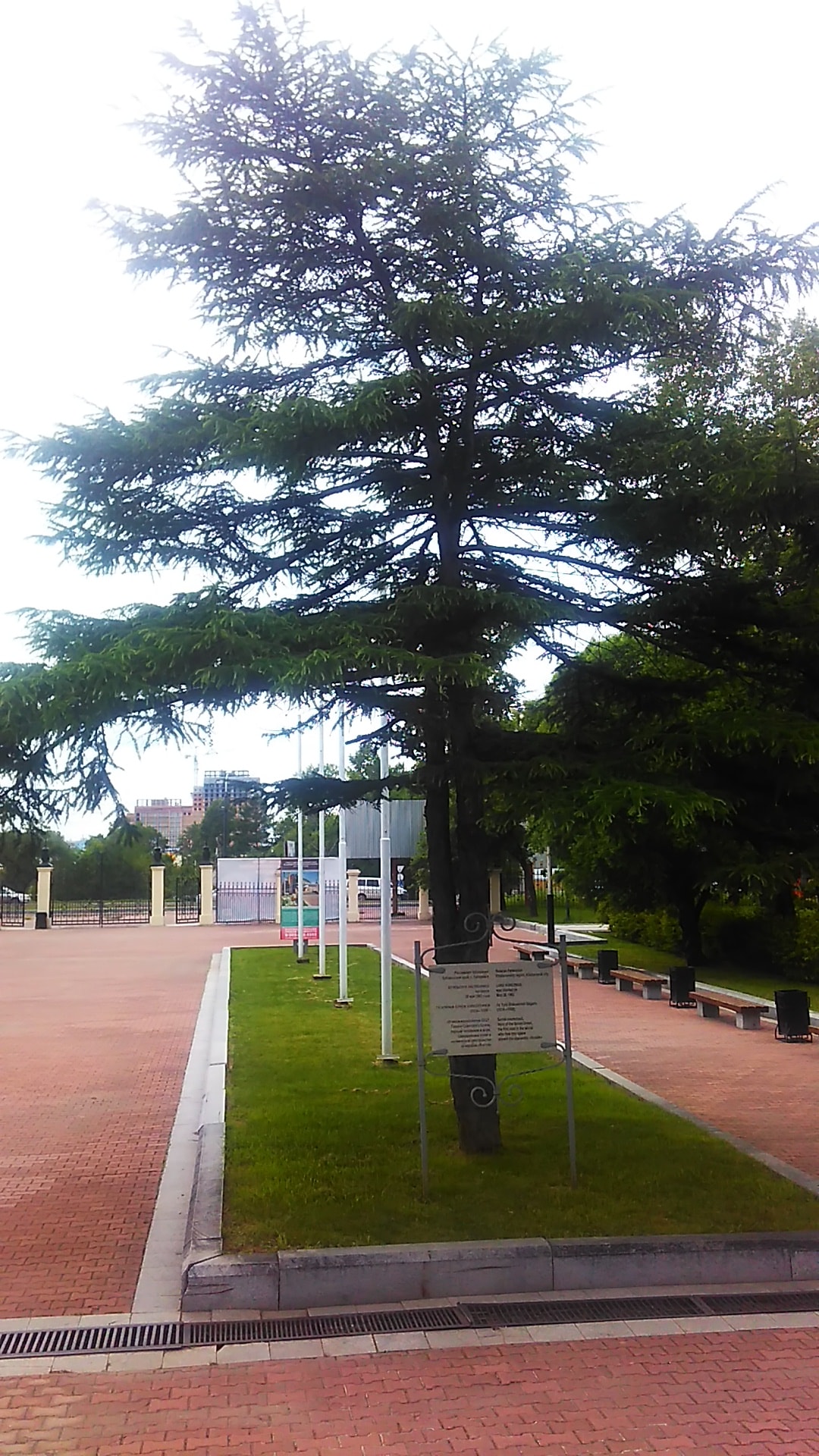 Курильская лиственница, посаженная Юрием Гагариным в Хабаровске