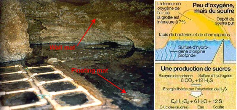 Схема биосферы пещеры Мовиле