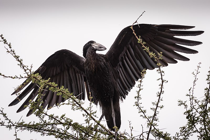 African Open-billed Stork (28163932366).jpg