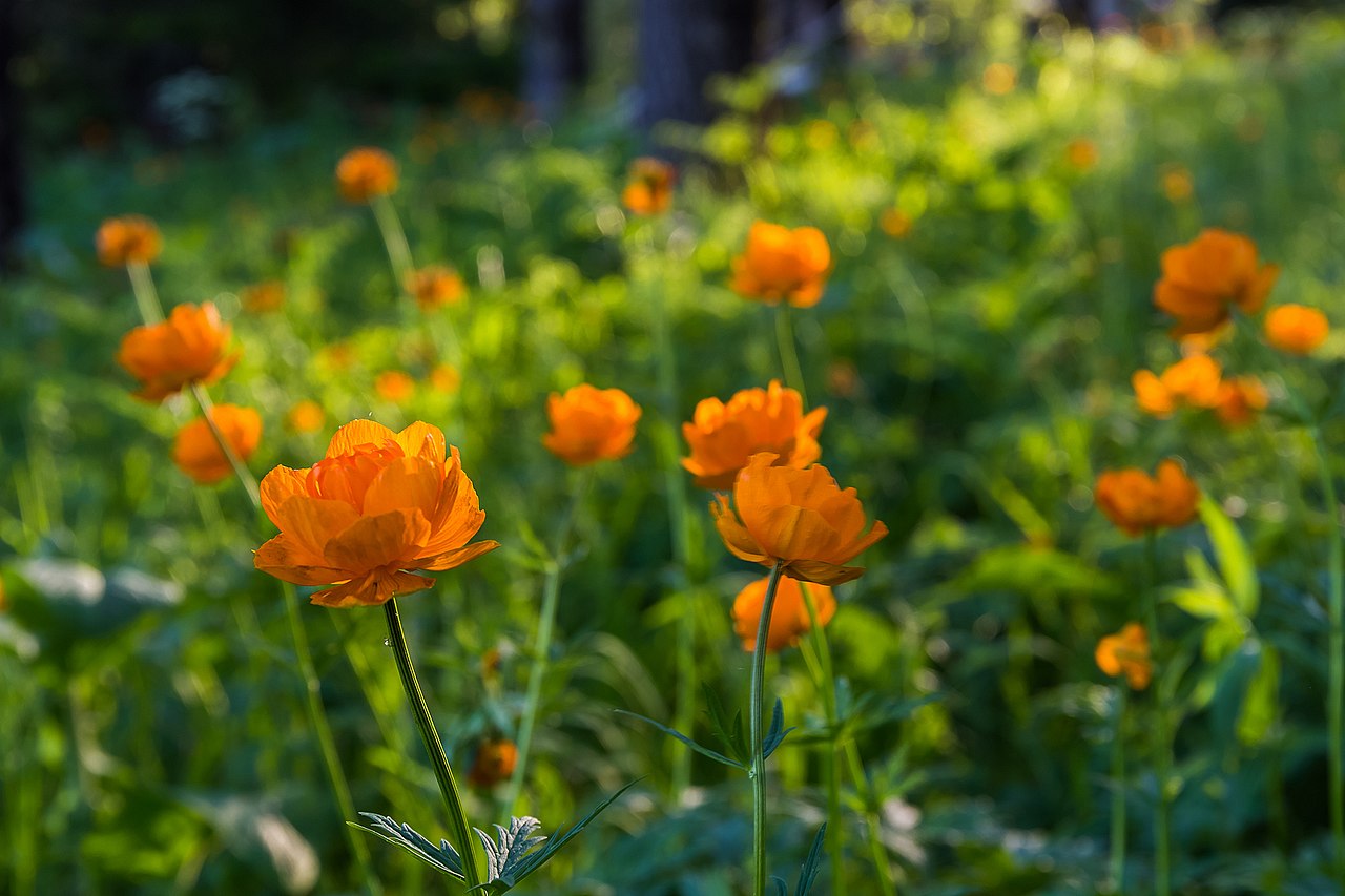 Сочные жарки