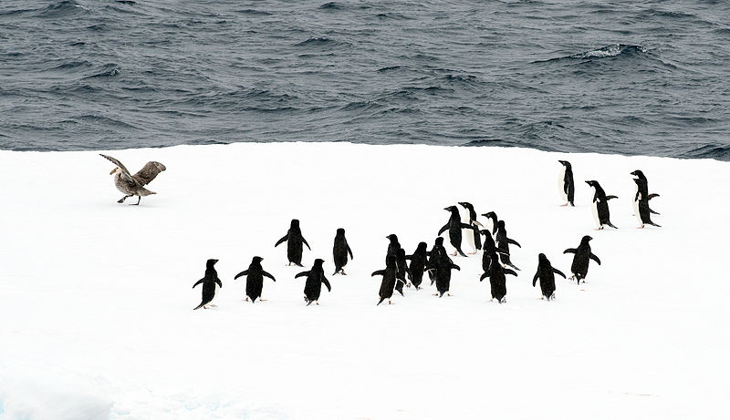 Antarctica 2013 Journey to the Crystal Desert (8370632940).jpg