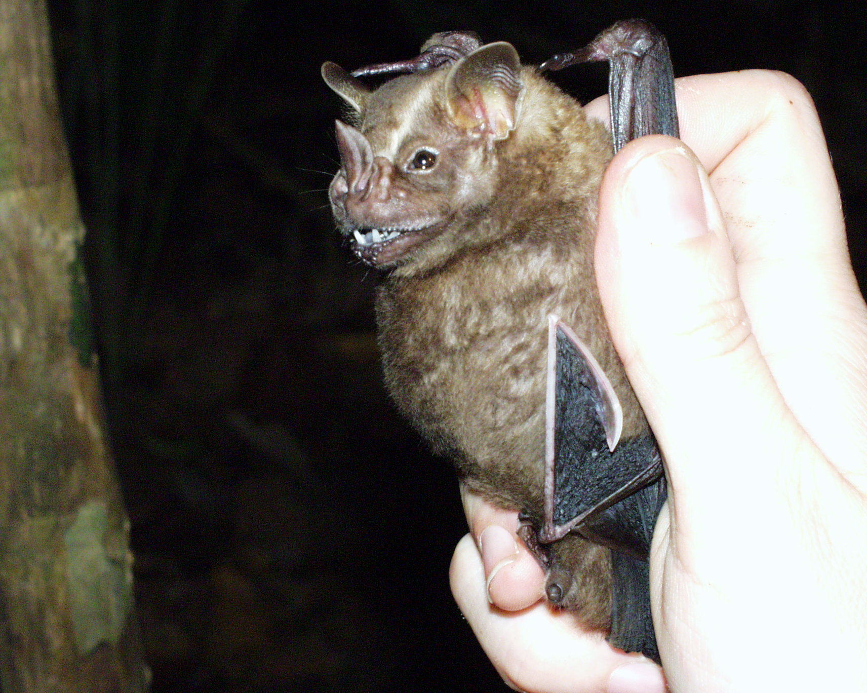 Artibeus incomitatus.jpg