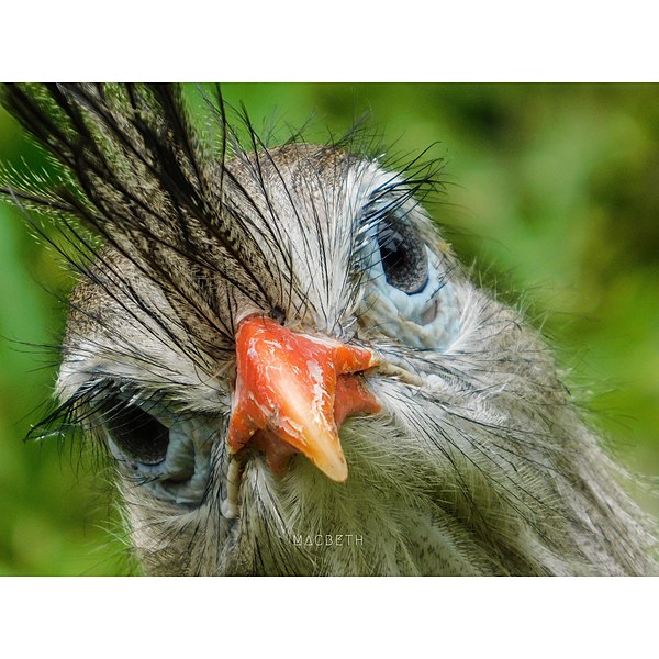 Seriema Cariamidae.jpg