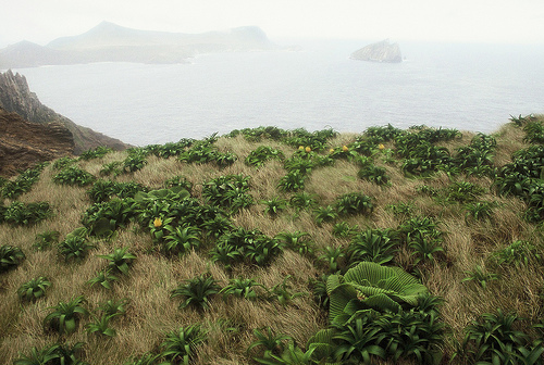 Заросли капусты Маккуори