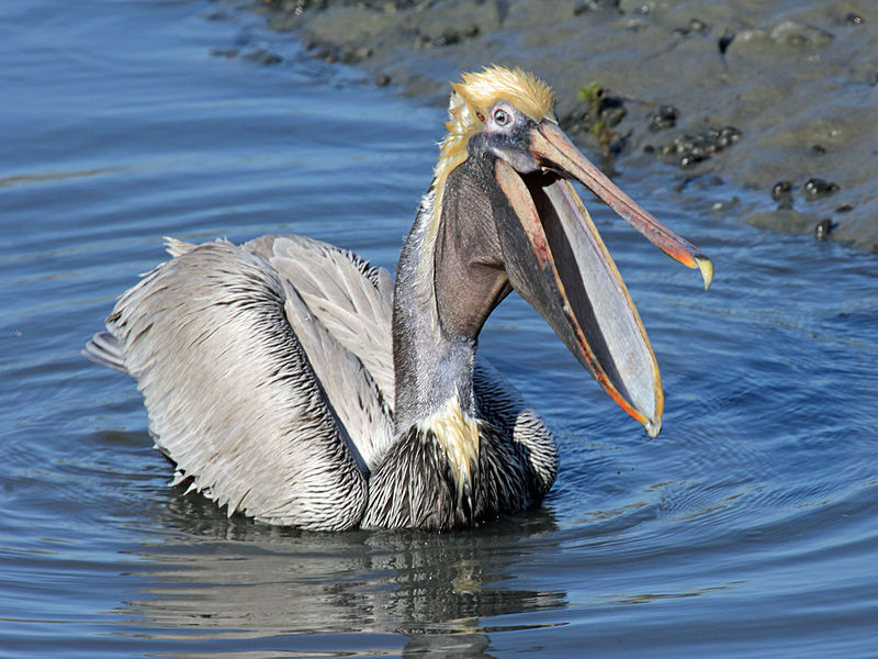 Brown Pelican RWD13b.jpg