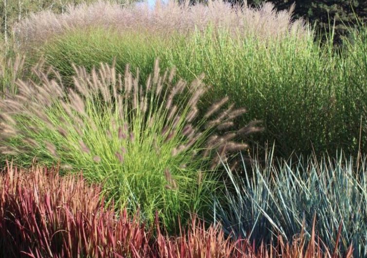 Декоративные злаки