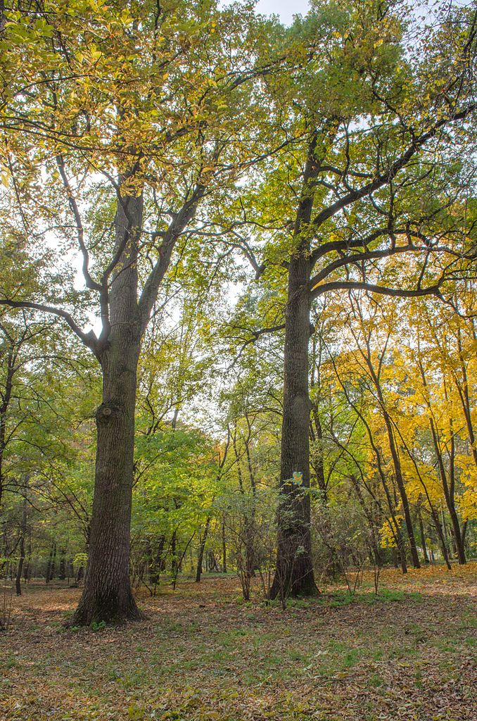 Файл:Чернігів, багатовікові дуби_2.JPG