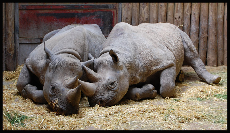 Diceros bicornis 2.jpg