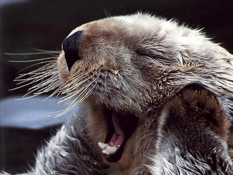 Enhydra lutris 9.jpg