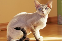 Файл:Орегон рекс.jpg