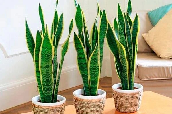 Лаврентия, ставшая основой для новых сортов