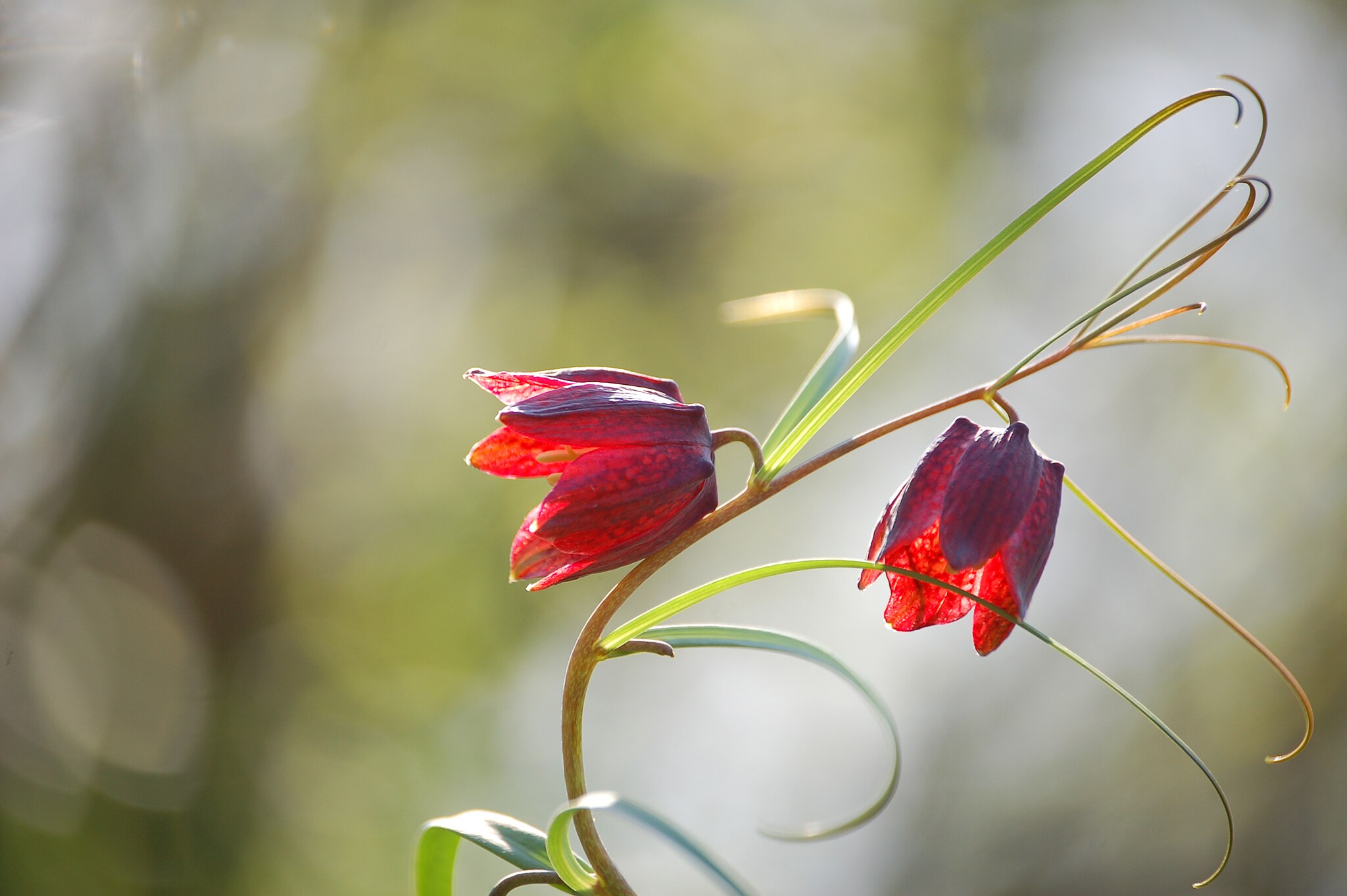 Рябчик русский