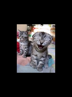 Просмотр картинки