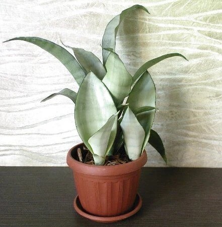 Сансевьера муншайн. Новый сорт