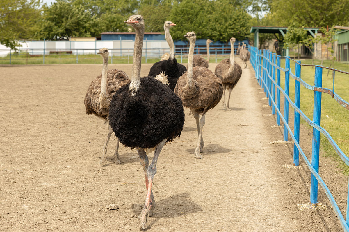 Вольер со стаусами