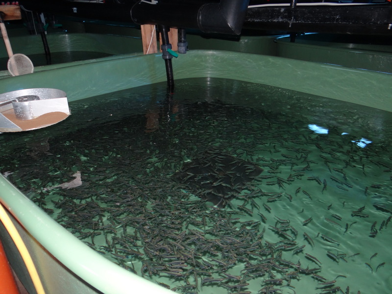 Малкинский ЛРЗ1.jpg