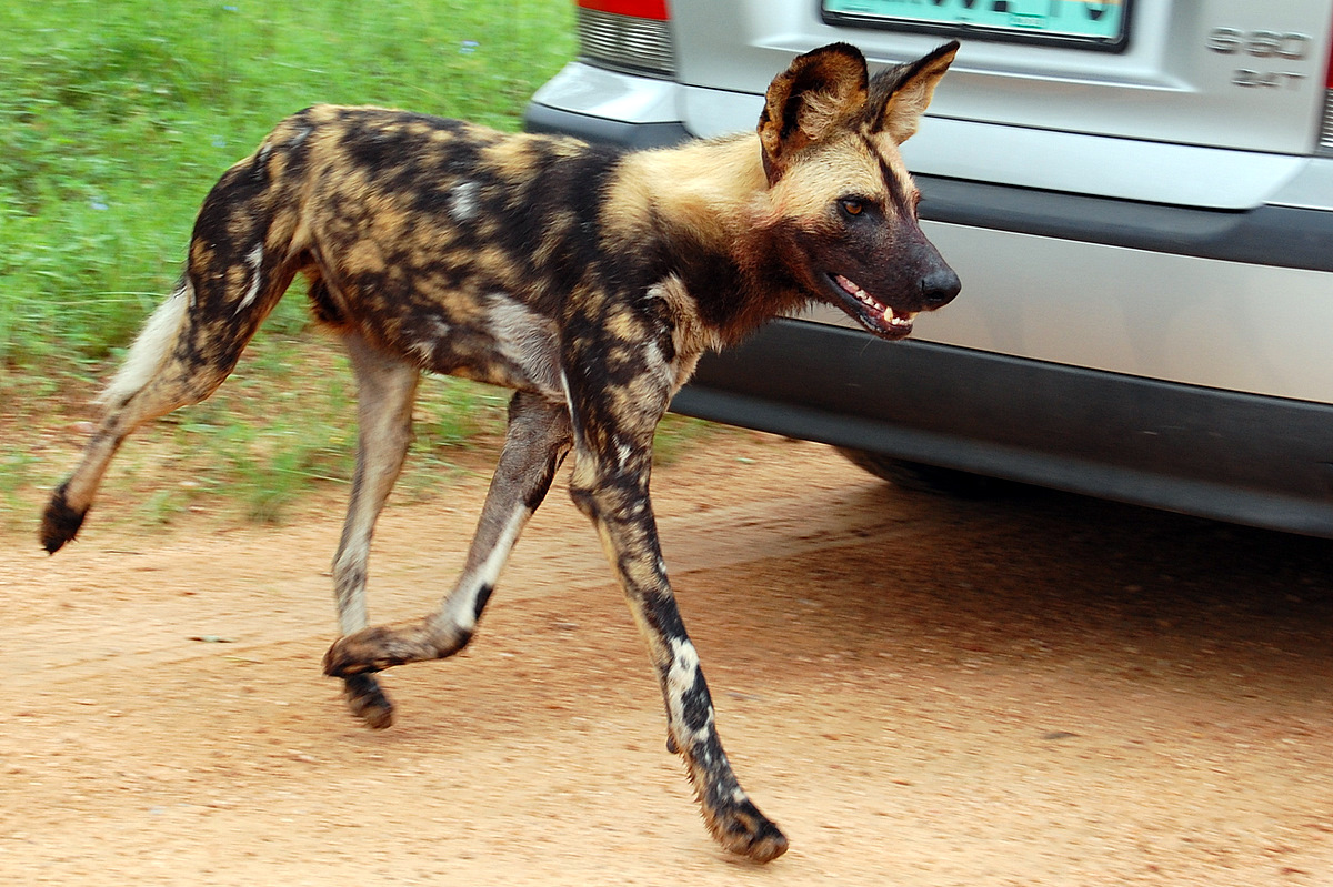 Lycaon pictus 10.jpg