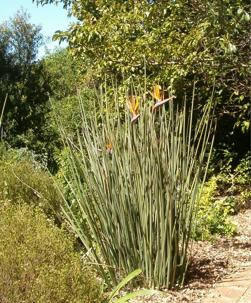 Strelitzia juncea
