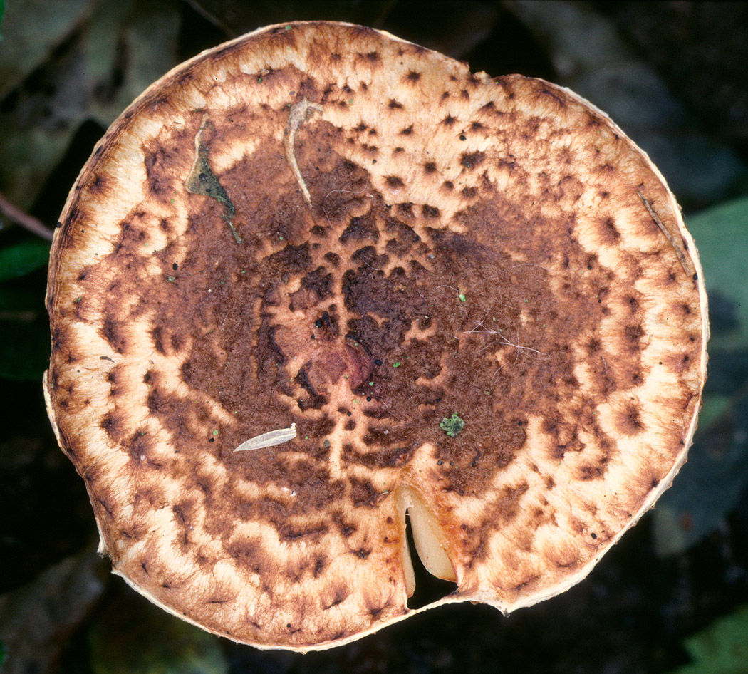 Lepiota castanea cap.jpg