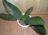 Сансевьера большая. Отличается шестидесятисантиметровыми листьями и бледно-зелёными цветками