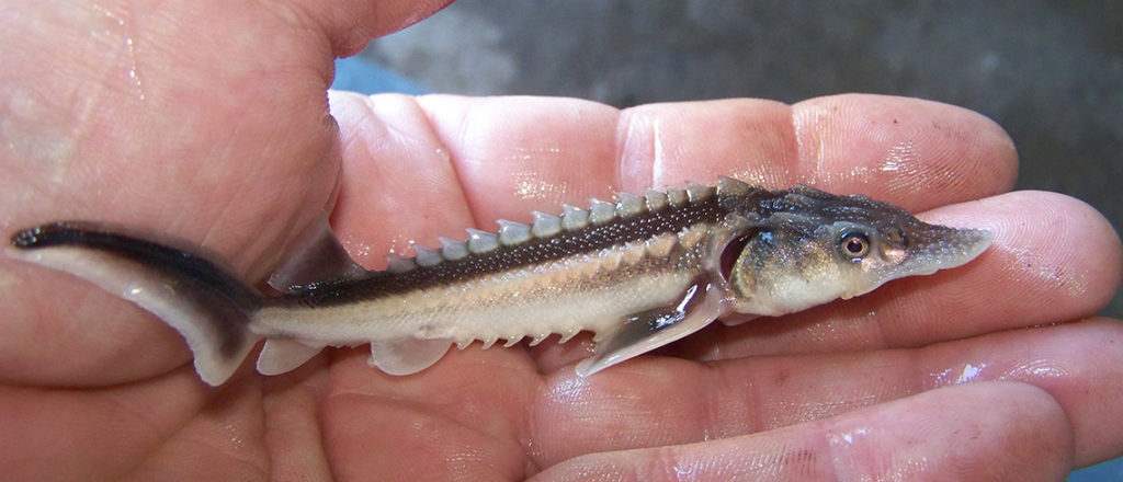 Молодь осетровых.jpg