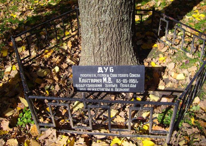 Табличка у дуба, посаженного Кантария