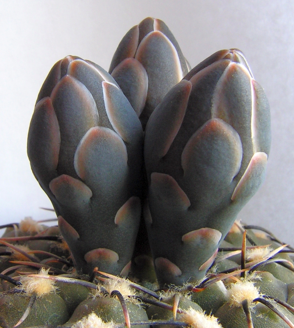 Gymnocalycium stellatum buds fragment.jpg