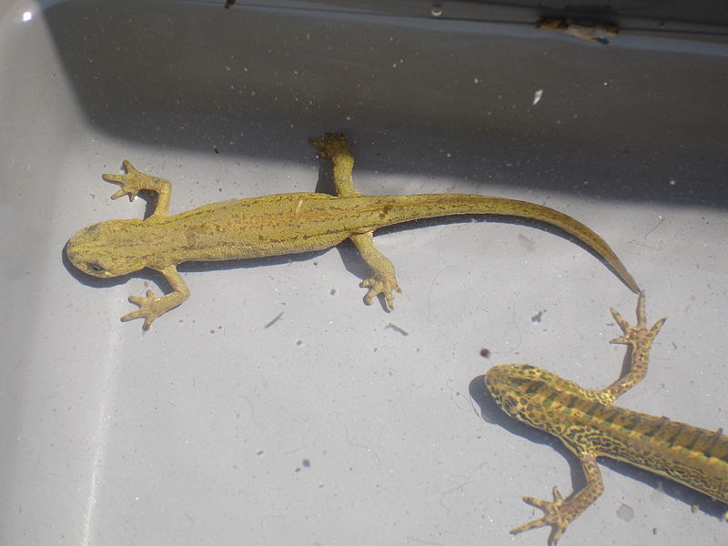 Ommatotriton vittatus.JPG