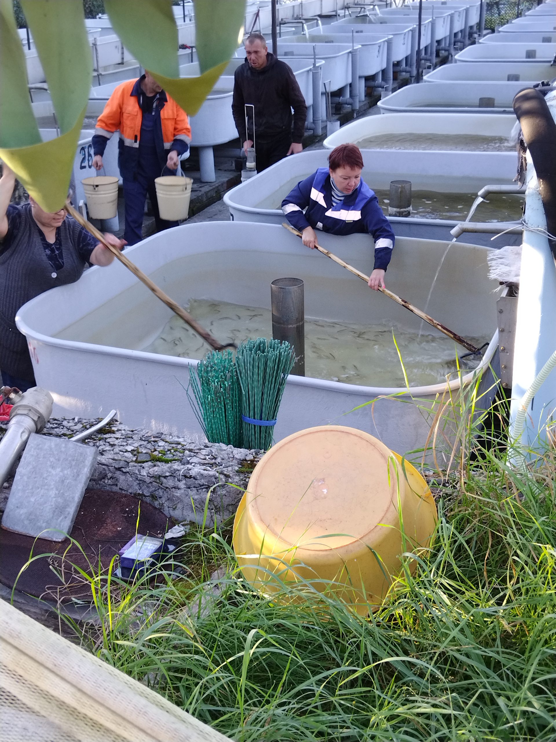 Княжегубский рыбоводный завод