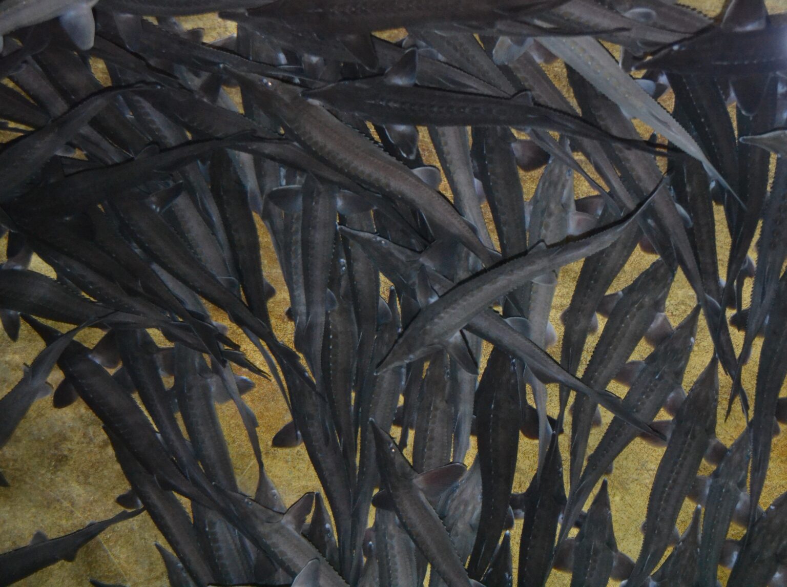 Стерлядь на заводе