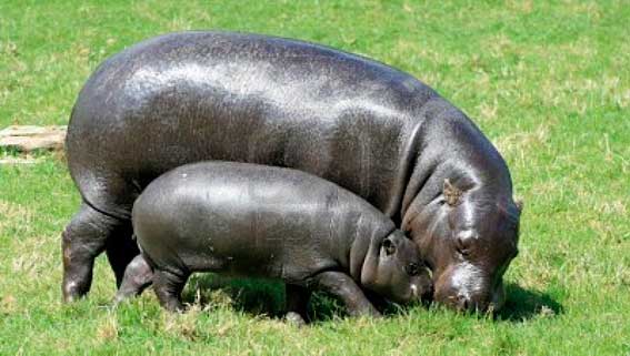 Hexaprotodon liberiensis 1.jpg