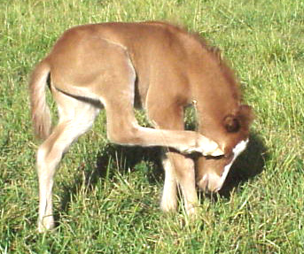 Почесывающийся жеребенок