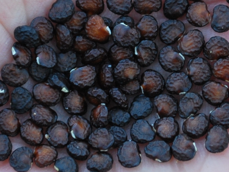 Дурман обыкновенный семена.jpg