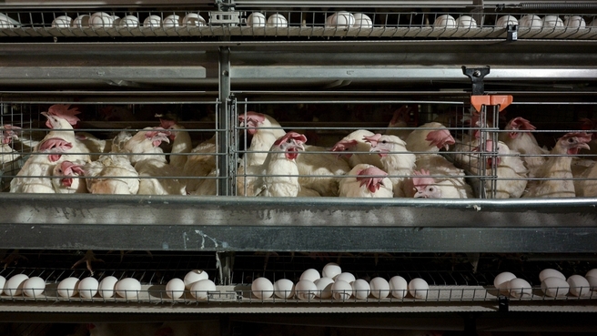 Файл:Российская птицефабрика.jpg