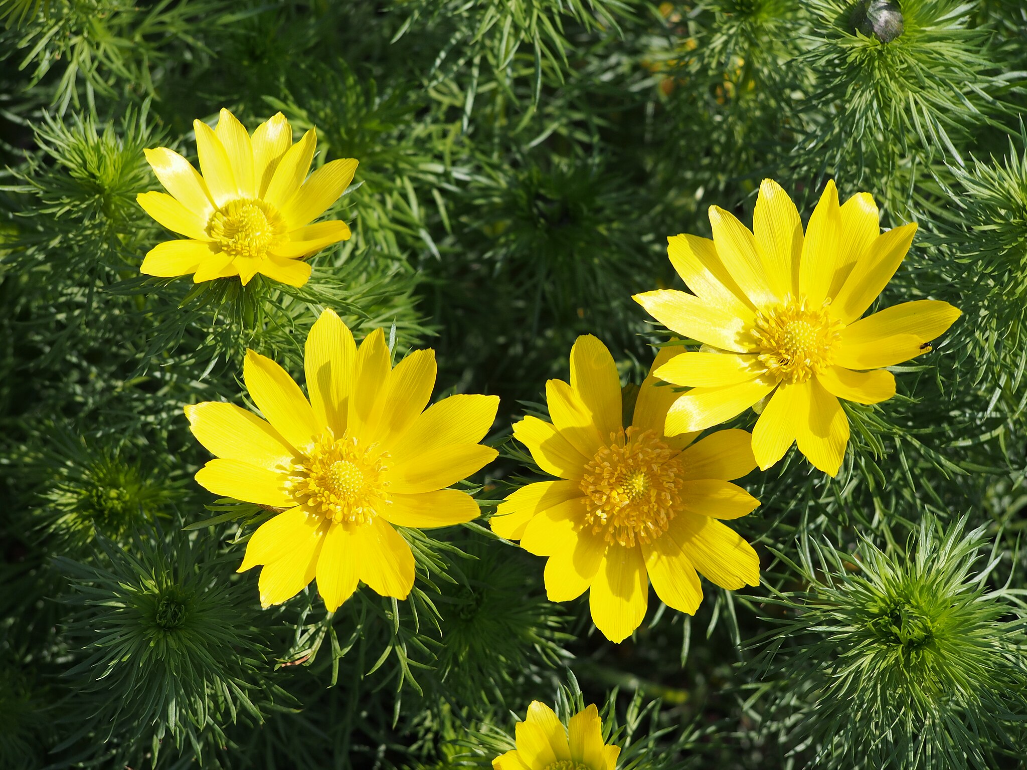 Горицвет весенний