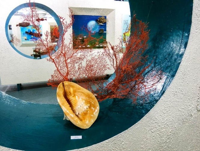 Файл:Экспонат Музея «Природа моря и её охрана».jpg