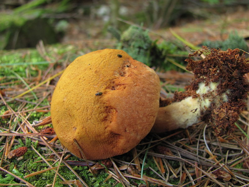 Buchwaldoboletus lignicola.jpeg