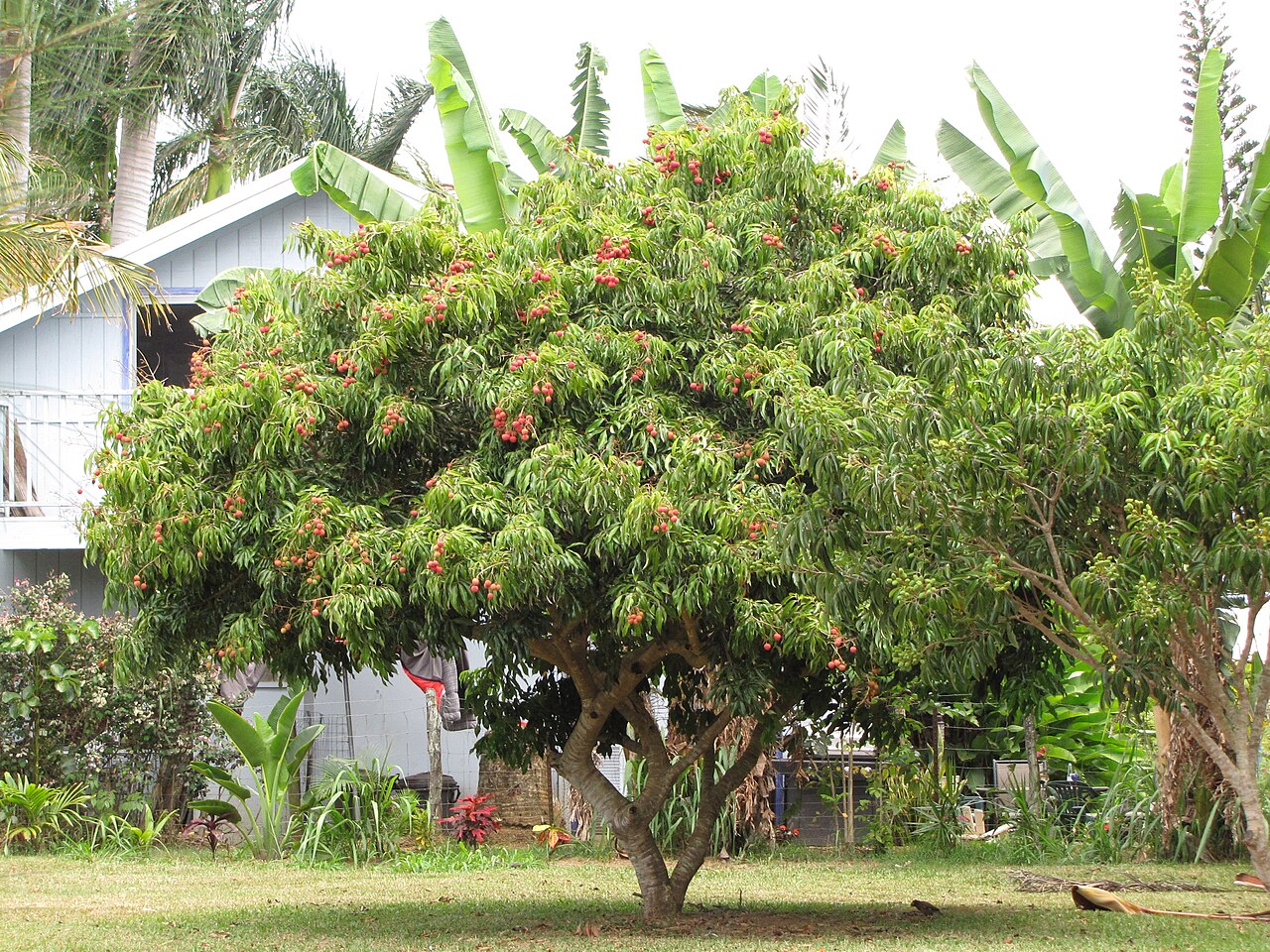 Starr-090617-0938-Litchi chinensis-fruiting habit-Haiku-Maui (41353189901) 2.jpg