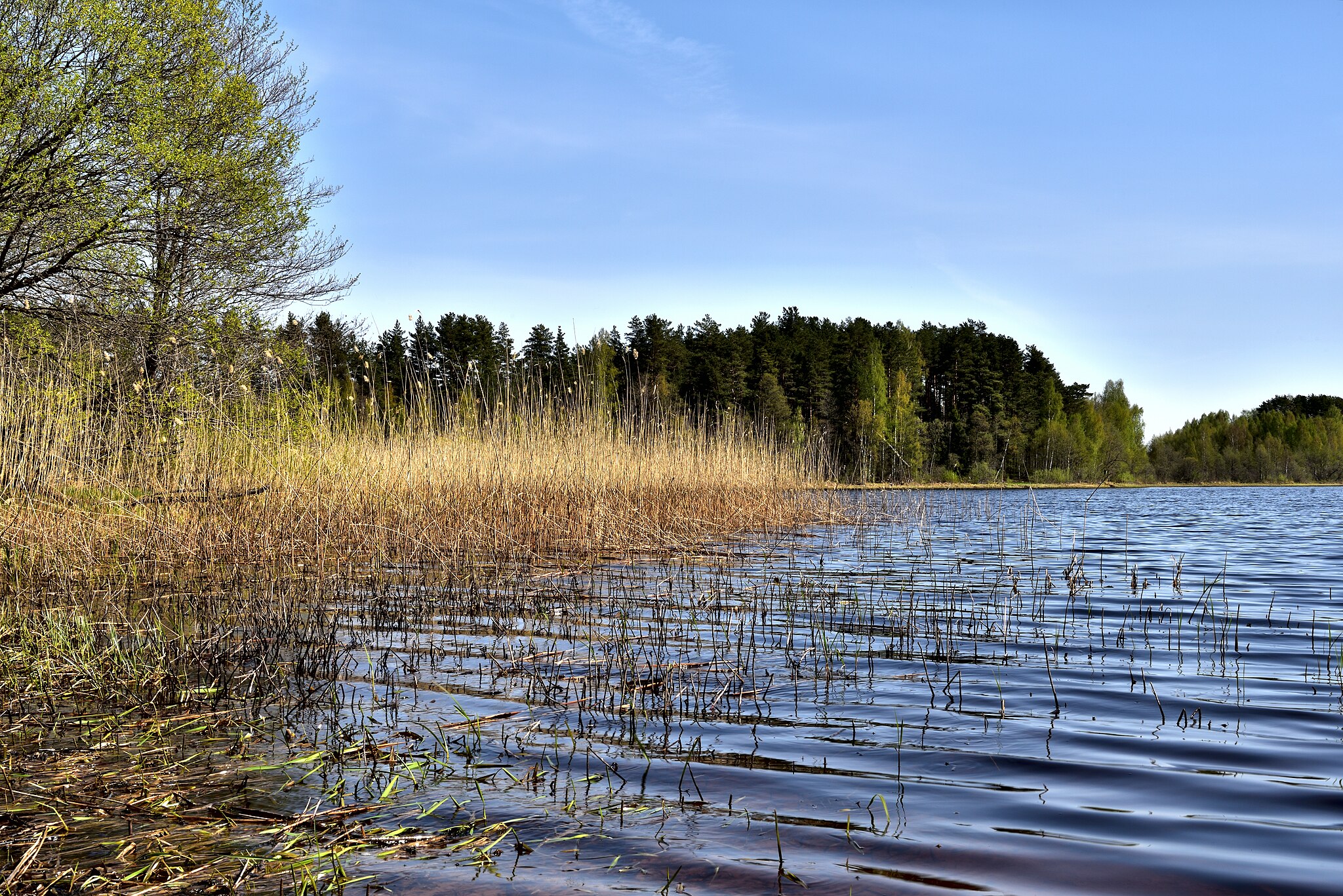 Заказник «Ремдовский»