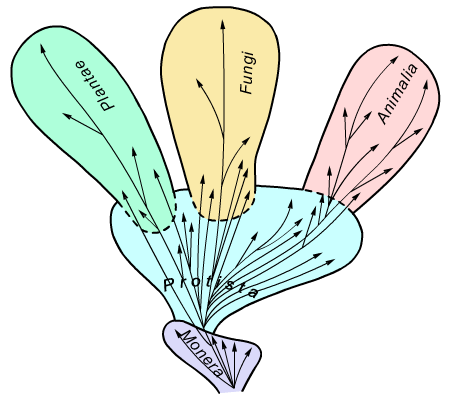 Система пяти царств Уиттекера (авторский рисунок)