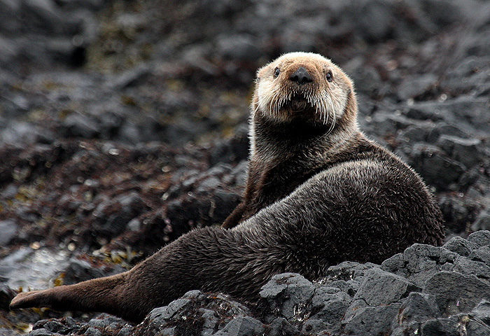 Enhydra lutris 1.jpg