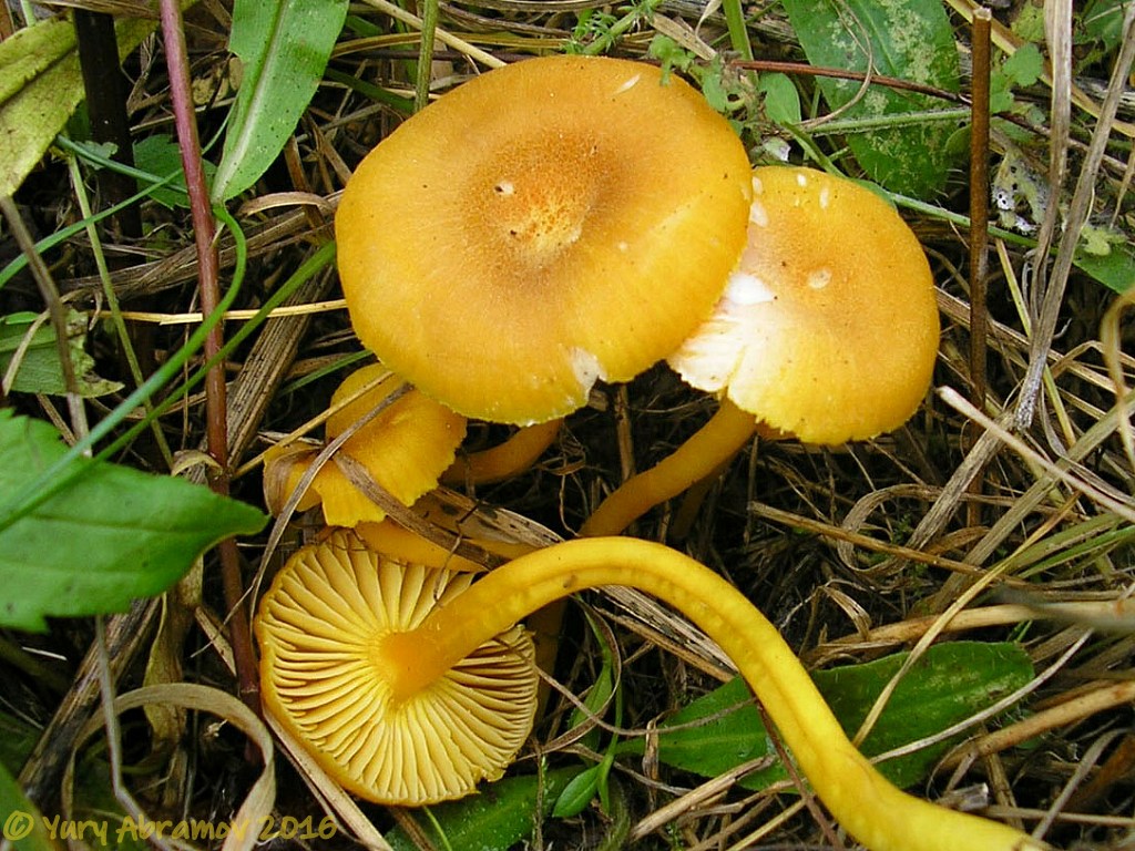 Hygrocybe swanetica.jpg