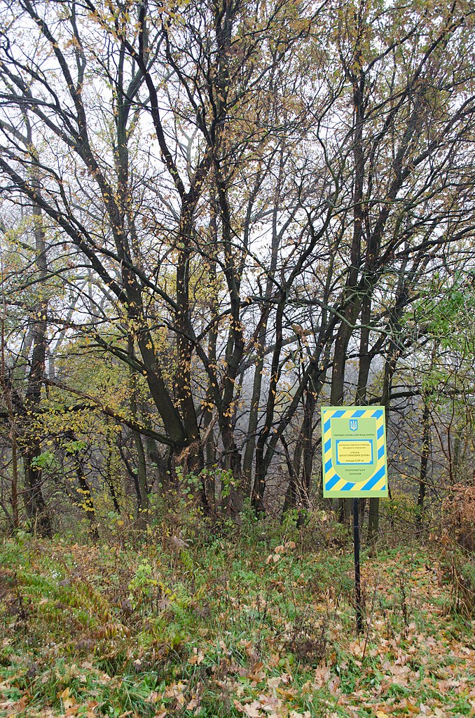 Файл:Вікові дерева садиби Г. М. Глібова_2.jpg