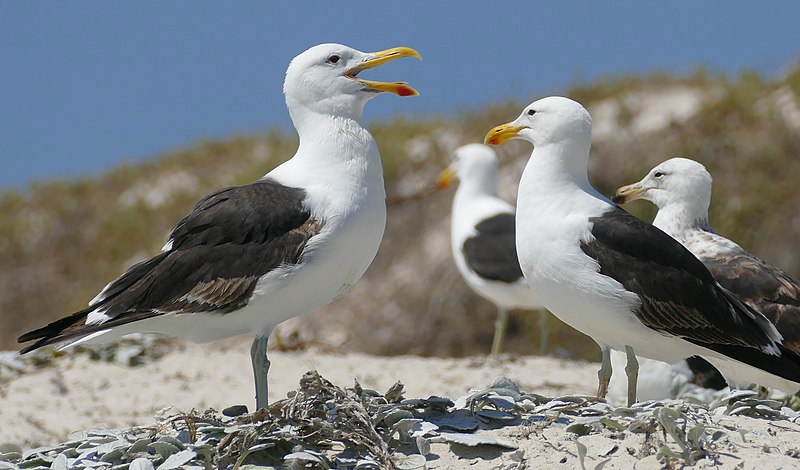 Kelp Gulls (Larus dominicanus) (32483664678).jpg