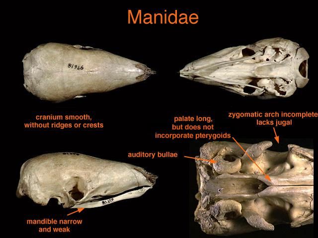 Manidae.jpg