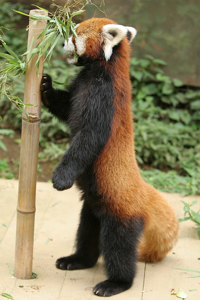 Ailurus fulgens 11.jpg